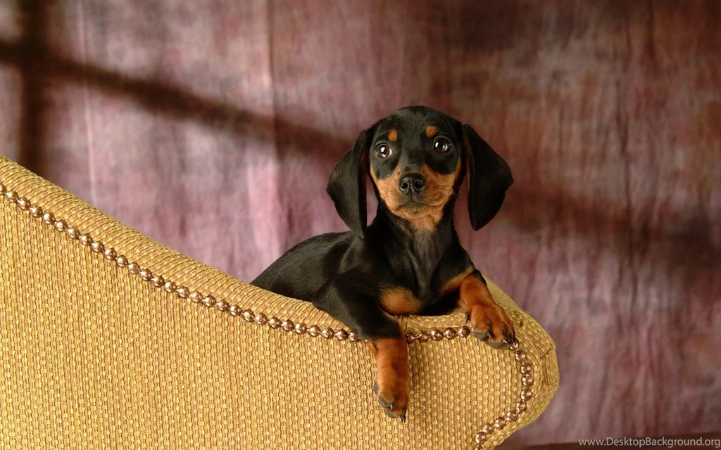 Cuddly Puppies Miniature Dachshund Puppy Wallpapers 1024*768 NO ...