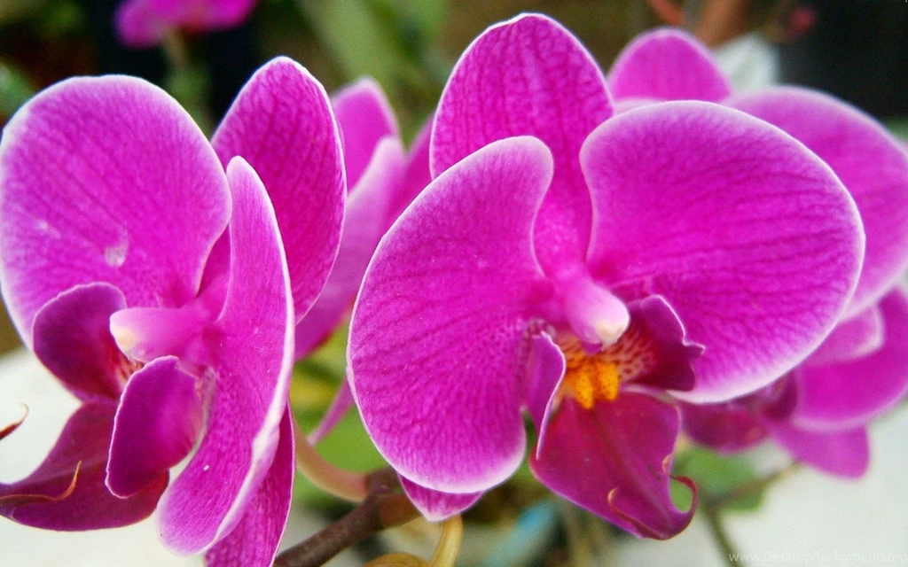 Beautiful Pink Flowers Wallpapers