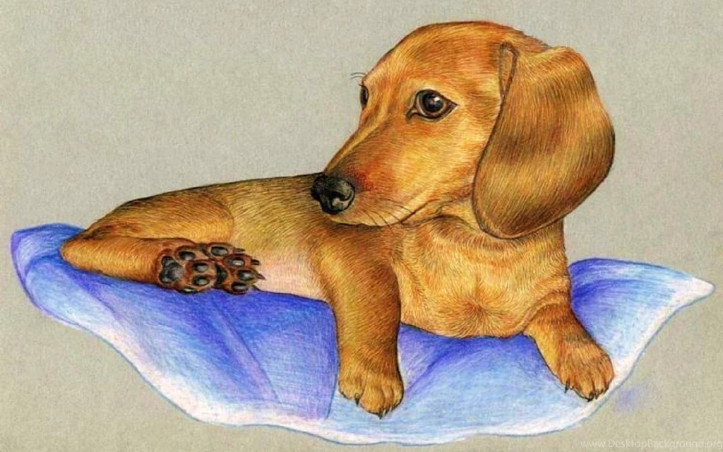 DACHSHUND PUPPY WALLPAPER (