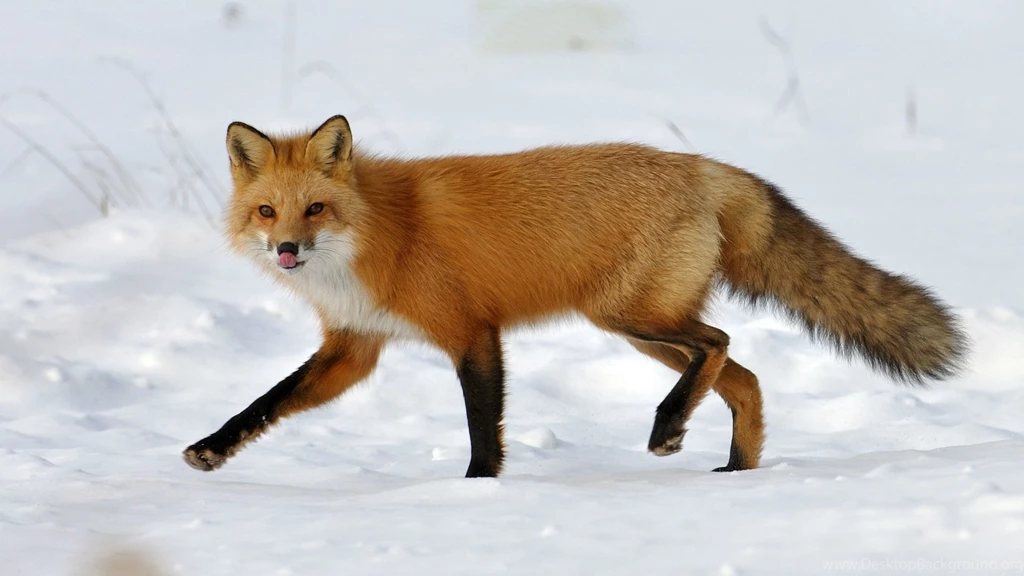 Staring Fox Desktop Wallpapers 28118