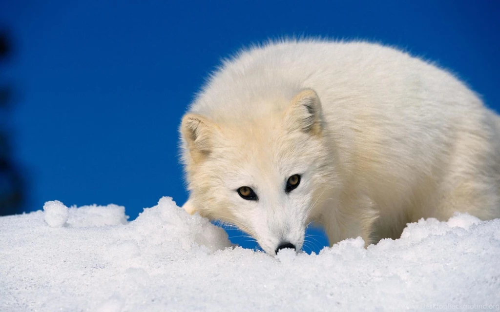 Fox Desktop Wallpapers 16228