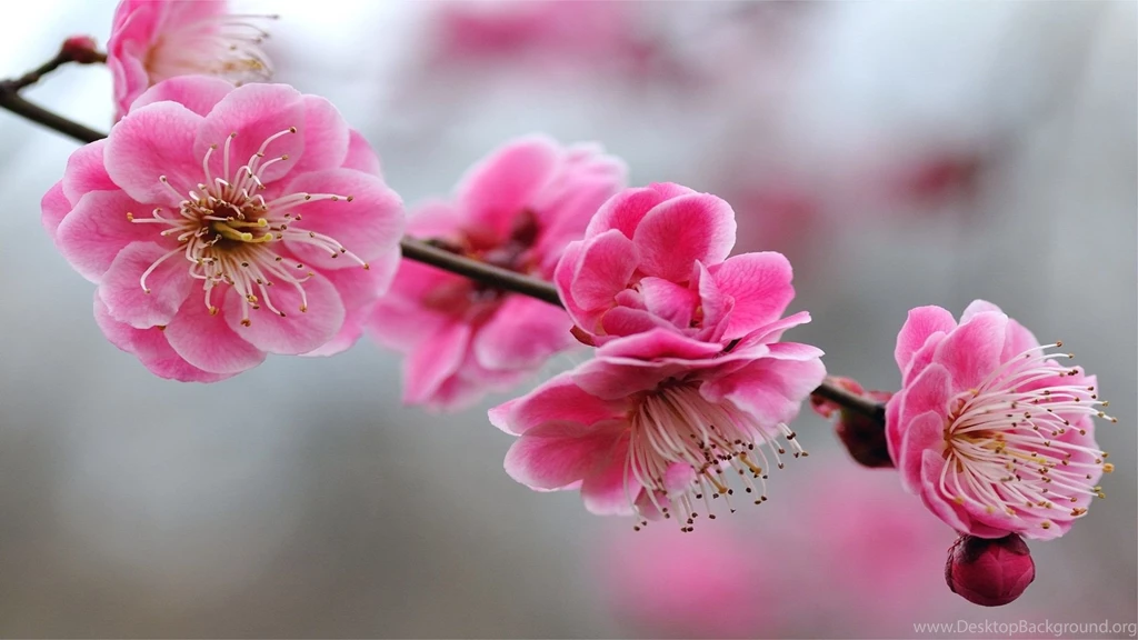 Download Beautiful Pink Flower Wallpaper 950 0x0.jpg