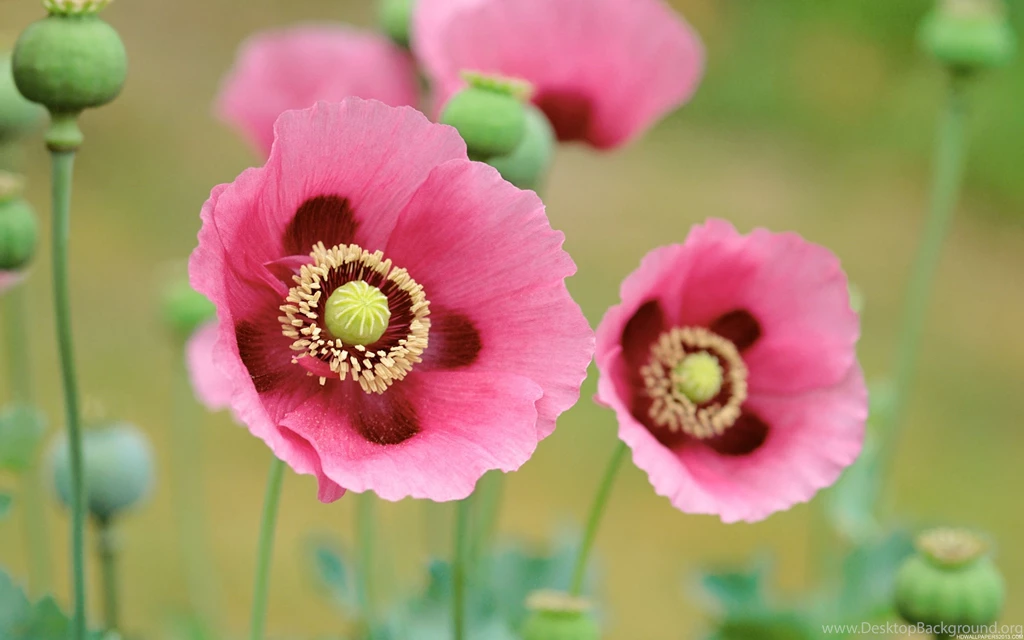 Pretty Flowers Wallpapers Wallpapers Cave