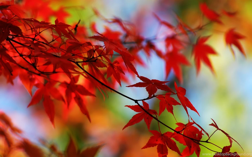Japanese Maple Leaves Wallpapers   73855
