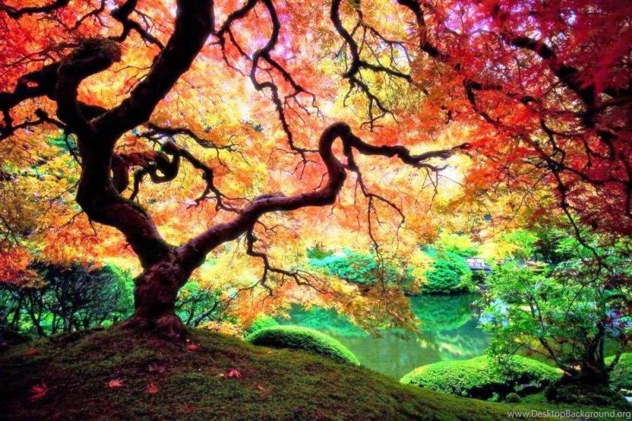A Japanese Maple Tree In Portland, Oregon Pixdaus