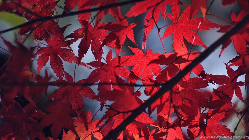 Japanese Maple Wallpapers   193989