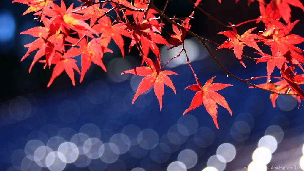 Japanese Maple Leaves Bokeh Mac Wallpapers Download