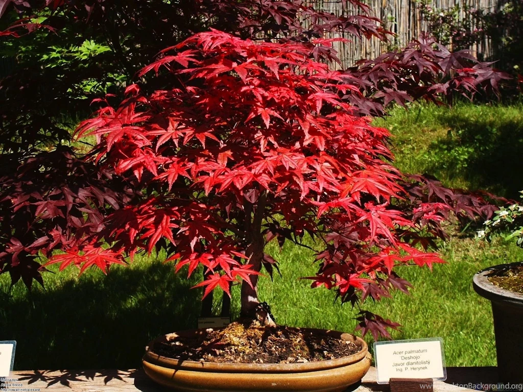 Red_maple_tree_bonsai_Bonsai_Wallpapers.jpg