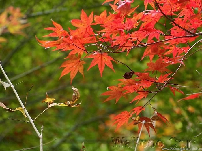 Photo:Red Maple Leaves, Autumn Colors In Mount.Rokko, Japan 38 ...