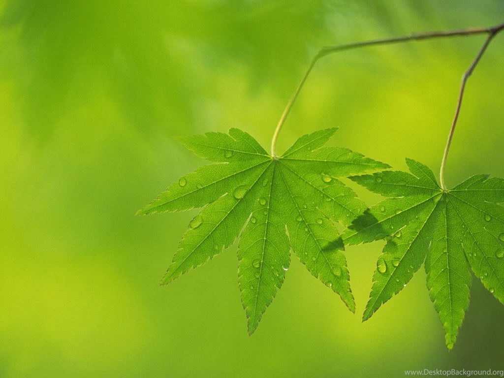 Japanese Maple Leaves
