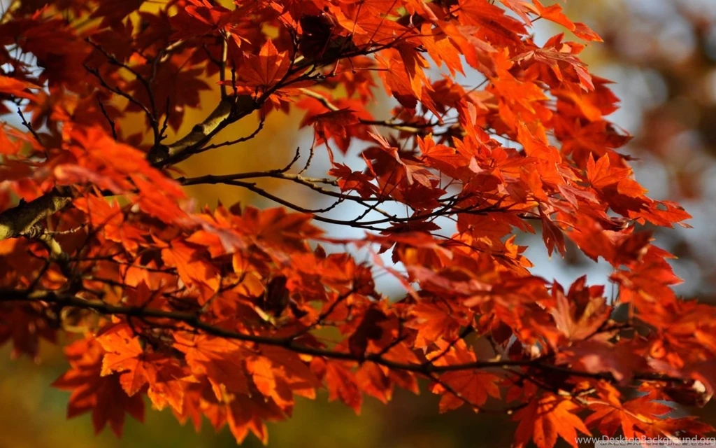 Japanese Maple Tree HD Desktop Wallpapers : Widescreen : High ...