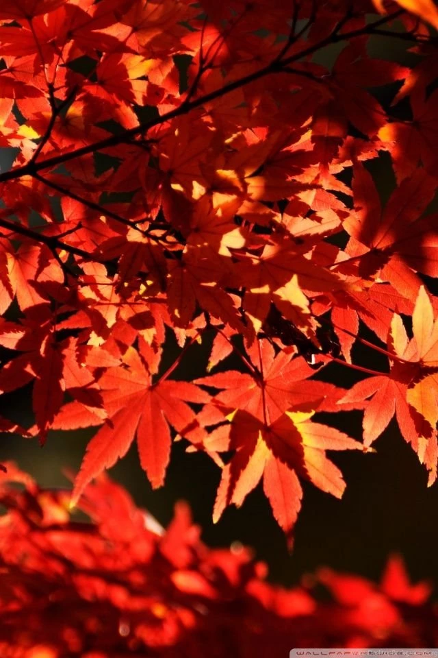 Japanese Maple Trees, Autumn HD Desktop Wallpapers : Widescreen ...
