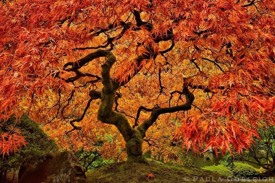 Mapletree   DeviantArt