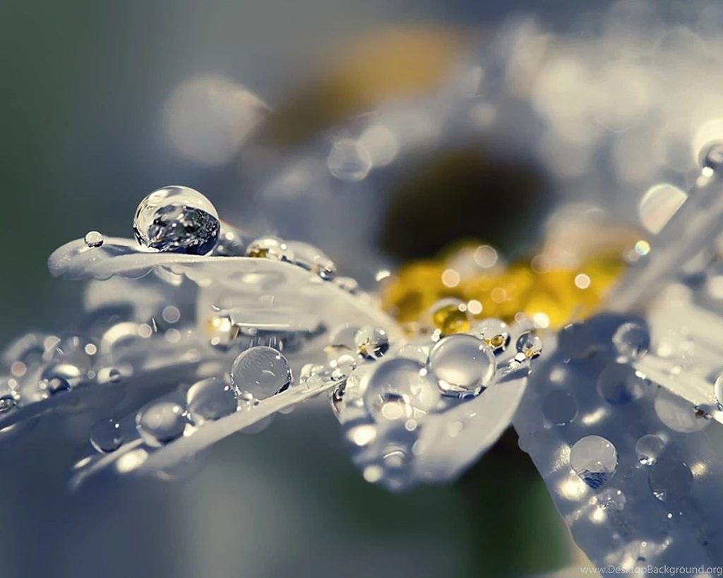 Flower With Raindrops 1280 X 1024 Wallpapers