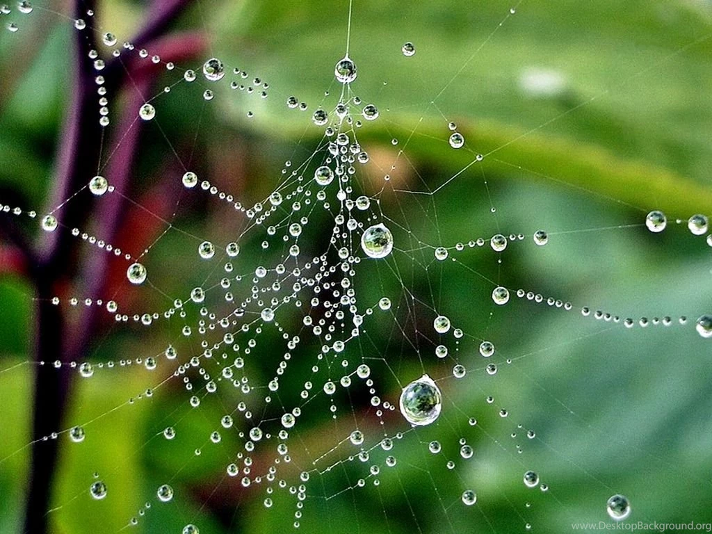 Raindrops Wallpapers And Screensavers 38370 HD Pictures