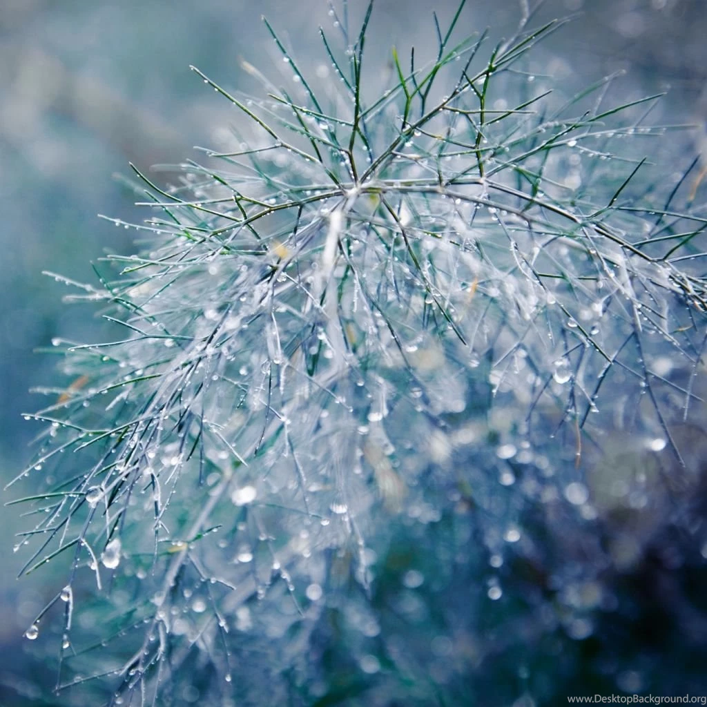 Raindrops Bokeh iPad Wallpapers Download