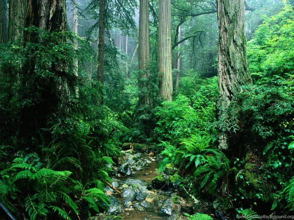 Amazon Forest Wallpapers HD Backgrounds Download Desktop • IPhones ...