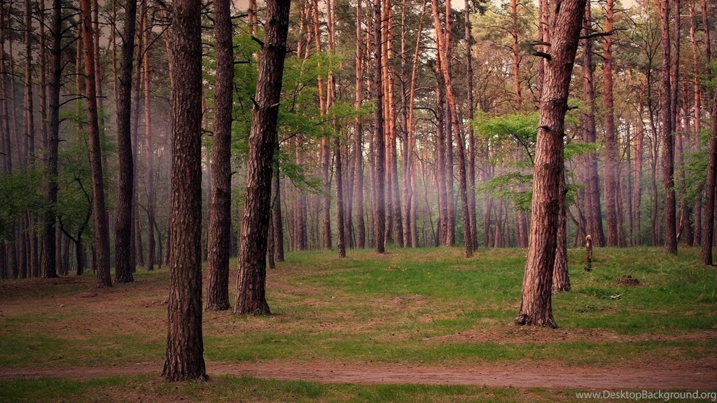 Summer Forest Trail Nature Fog Free Desktop Backgrounds >> HD ...
