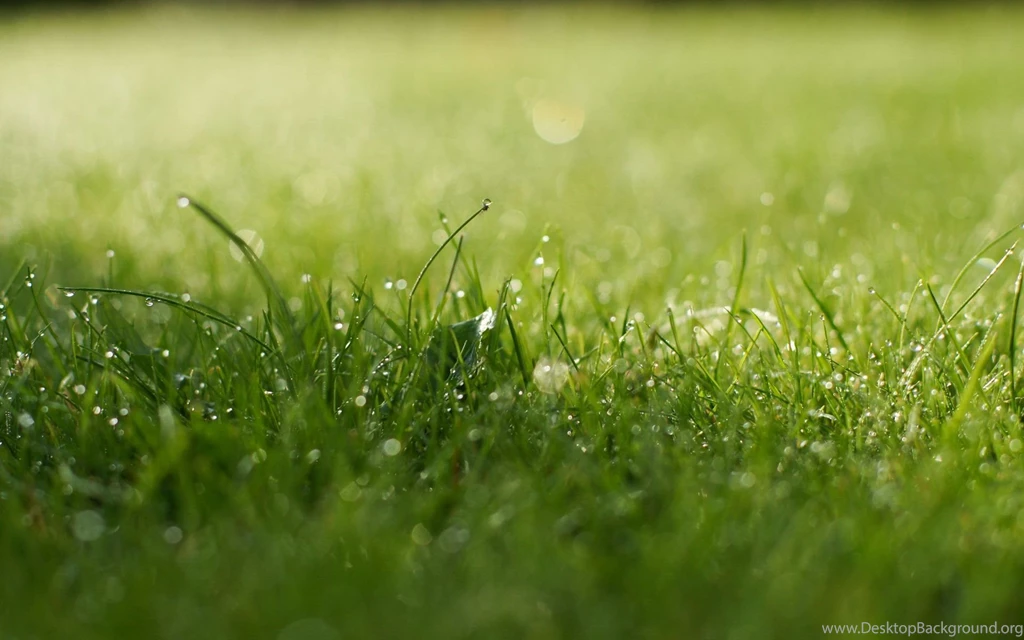 Super Aesthetic Green Wallpaper_High Definition Wallpapers ...