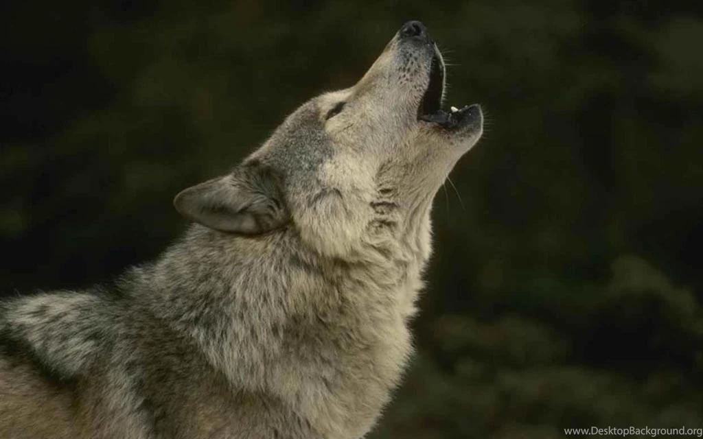 Pic > Cool Pictures Of Wolves Howling