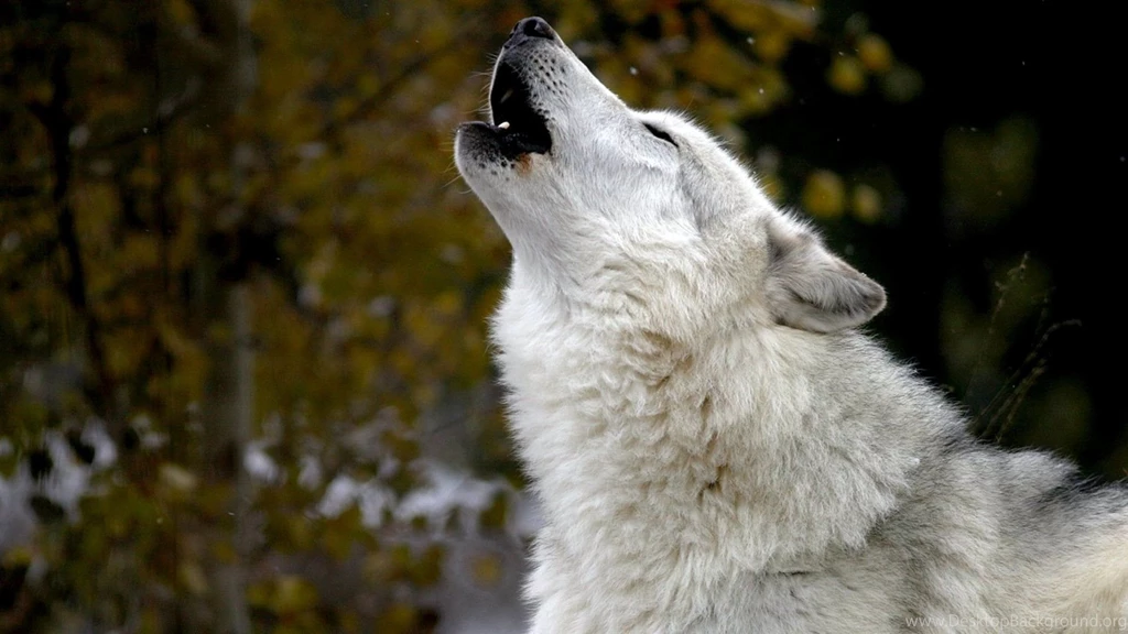 Howling Wolf Wallpapers Photo