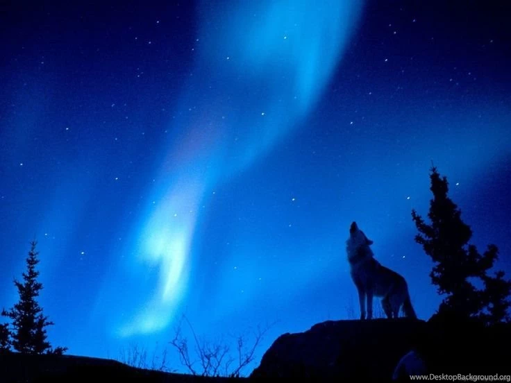Aurora Boreali Picture Wolf Howling