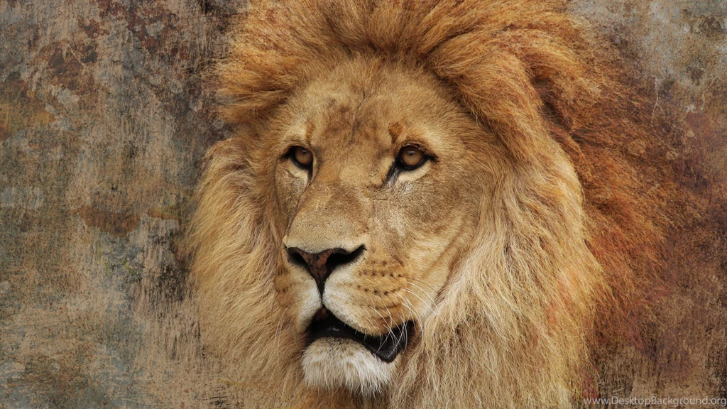 The Super Lion Uhd Wallpapers   Ultra High Definition Wallpapers ...