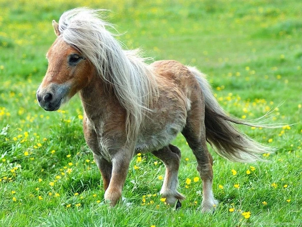 Horses Wallpapers » Blog Archive » Pony With Long Hair Portrait ...
