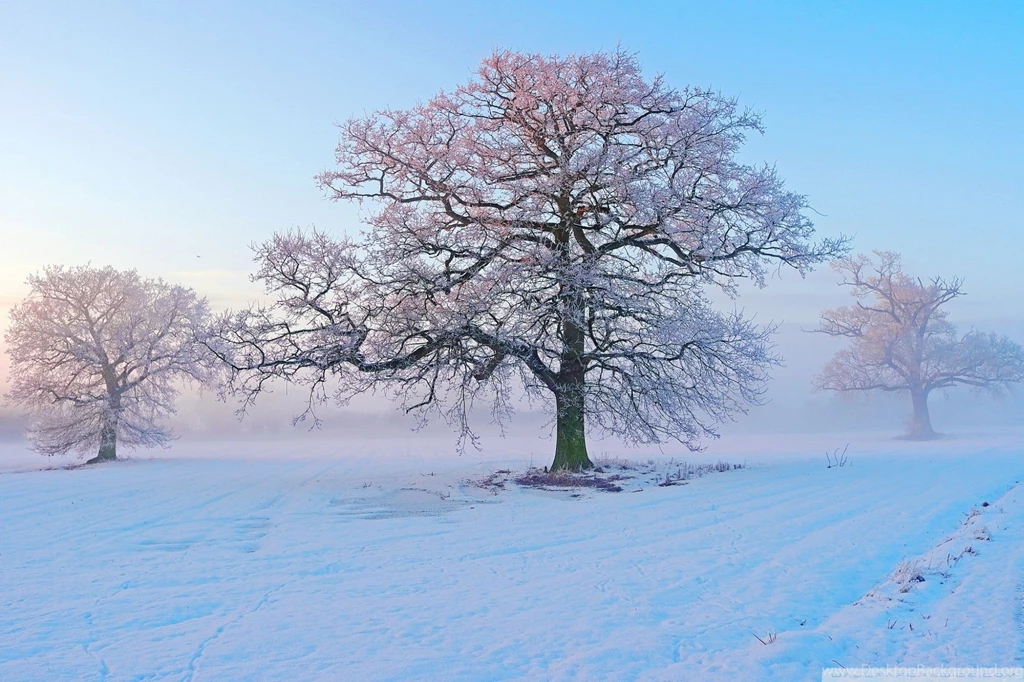 Winter Morning Wallpapers Full HD [2000x1333]   Free Wallpapers Full ...