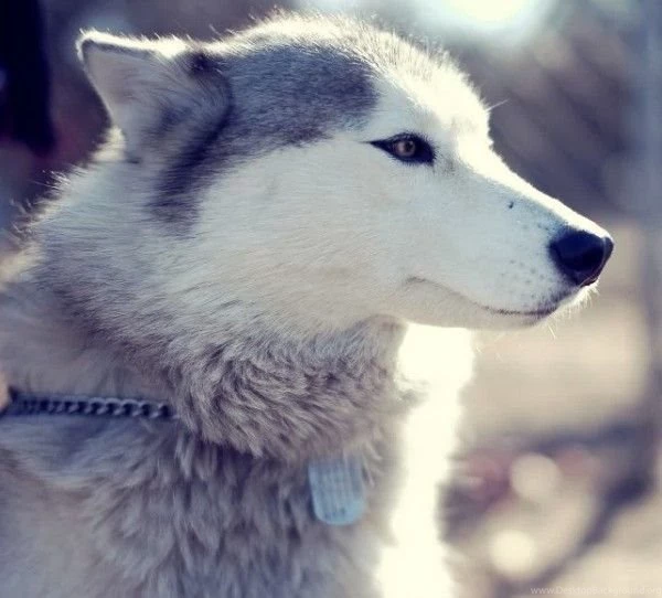 Cute Siberian Husky Puppies 49 HD Wallpaper 600x542.jpg