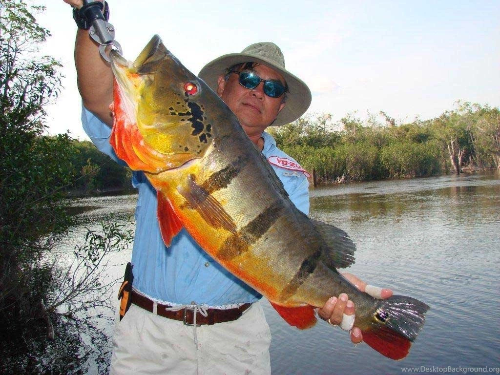 Beautiful bass fish caught by fisherman.jpg