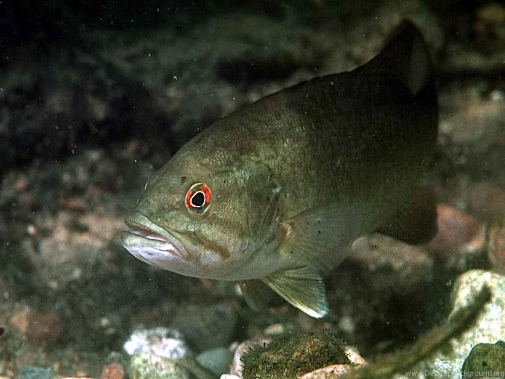 Bass1024x768.jpg