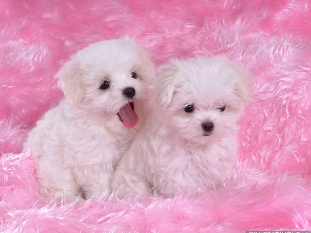 Cute Baby Dogs Pictures HD Wallpapers And Pictures