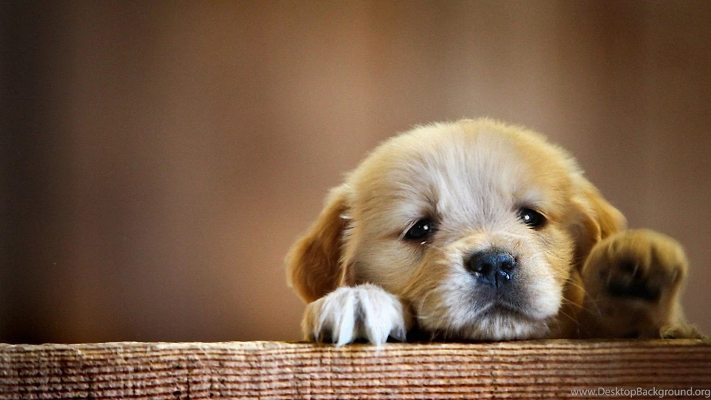 Cute Dog Wallpapers Photo   Ndemok.com