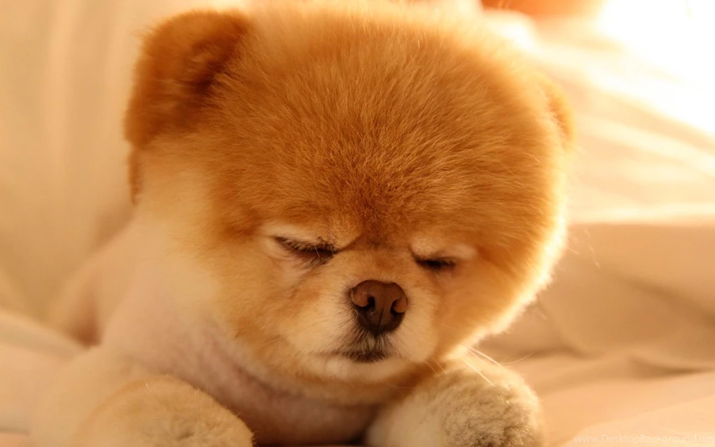 Cute Dog Wallpaper Images Ndemok.com