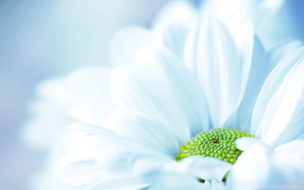 The Gallery For   > Light Blue Flowers Wallpapers