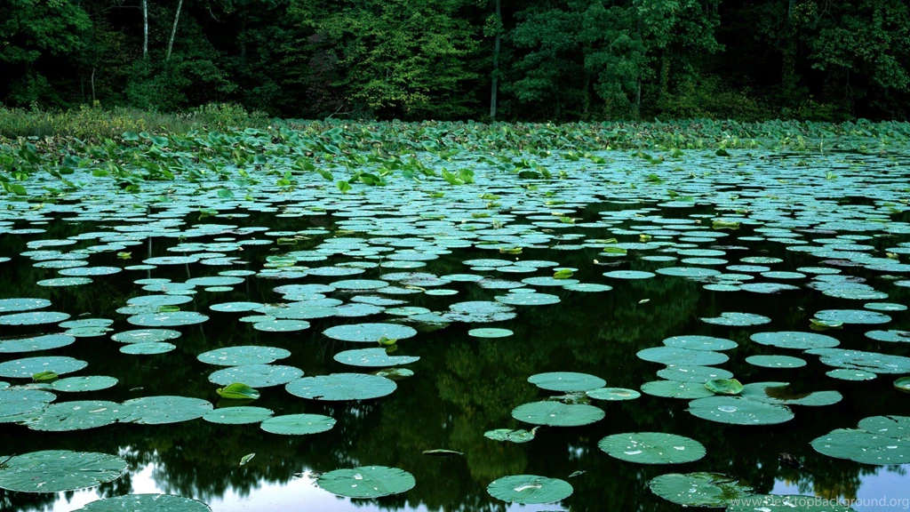 Lakes Lily Pads Illinois Wallpapers