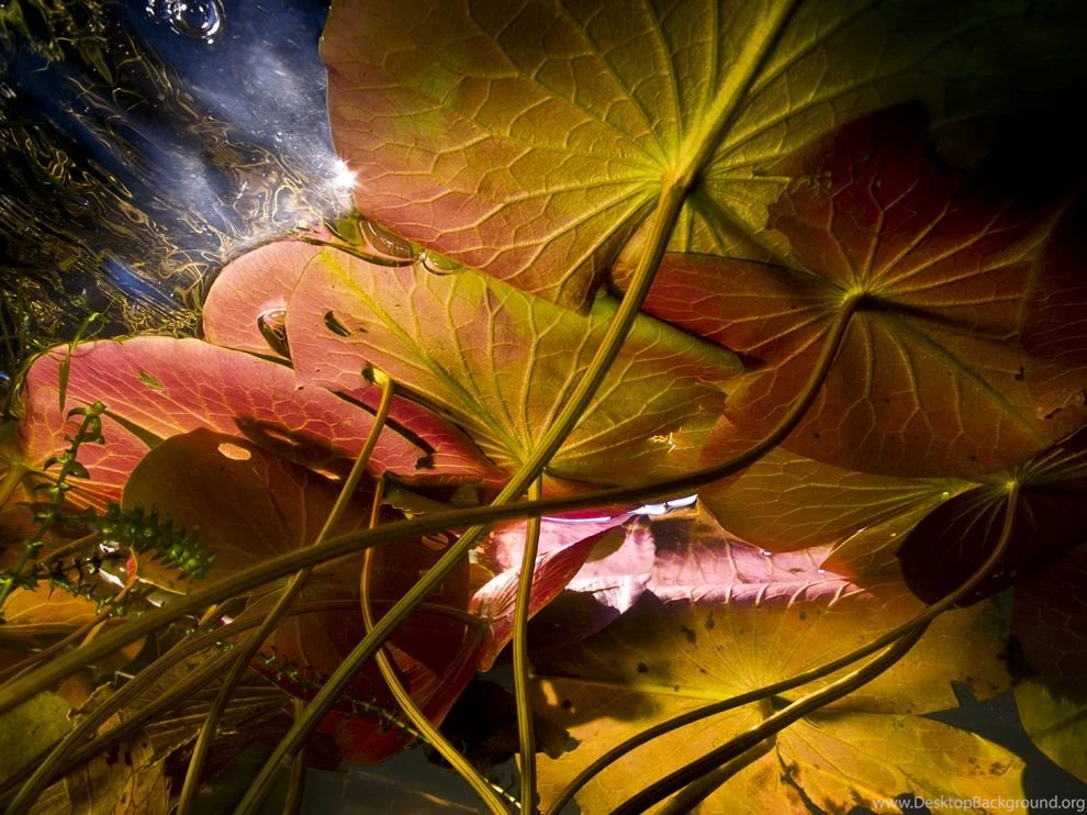 Lily Pad Picture Nature Wallpapers National Geographic Photo Of ...