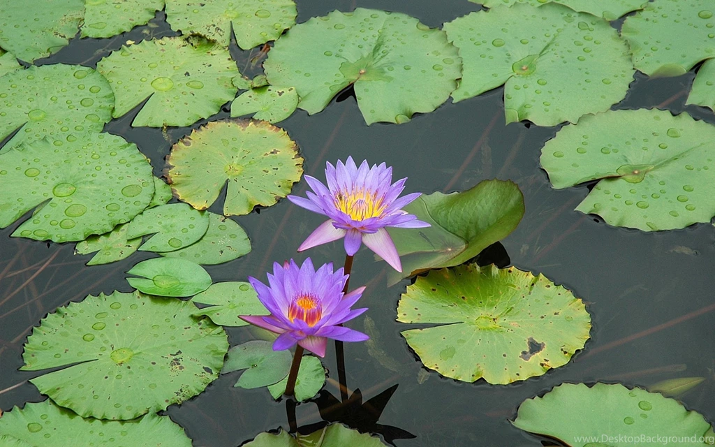Flowers Plants Lily Pads Water Lilies Wallpapers