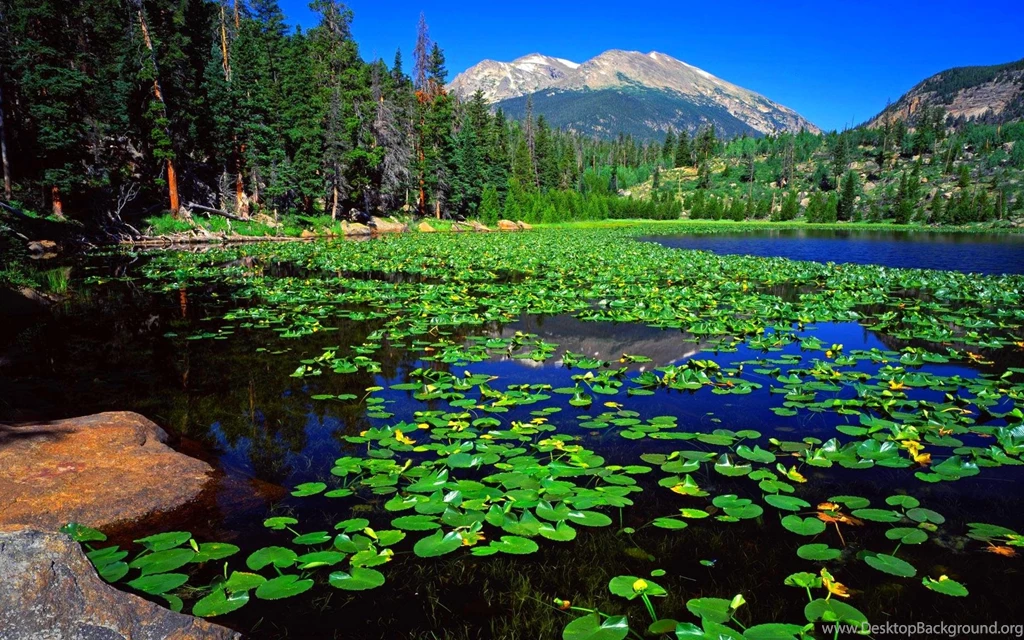 Lilly Pad Floats >> HD Wallpaper, Get It Now!