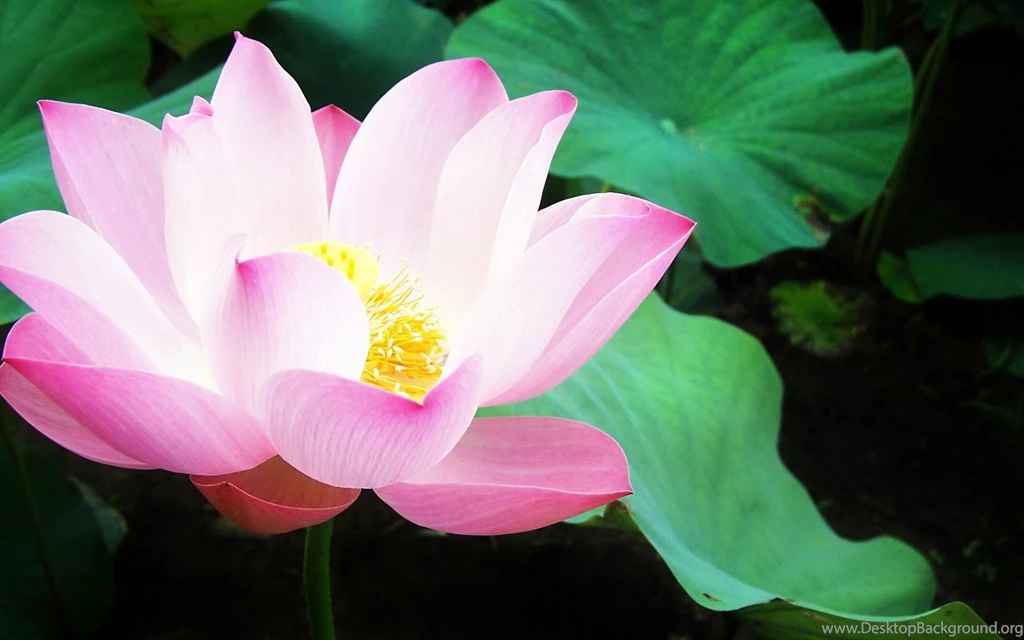 Nature Flowers Lily Pads Pink Flowers Water Lilies Wallpapers ...