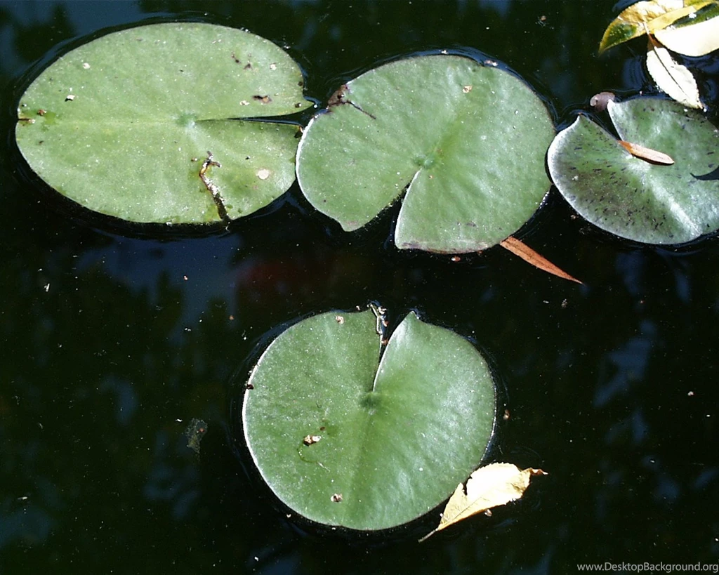 Keeler Blog: Lily Pad
