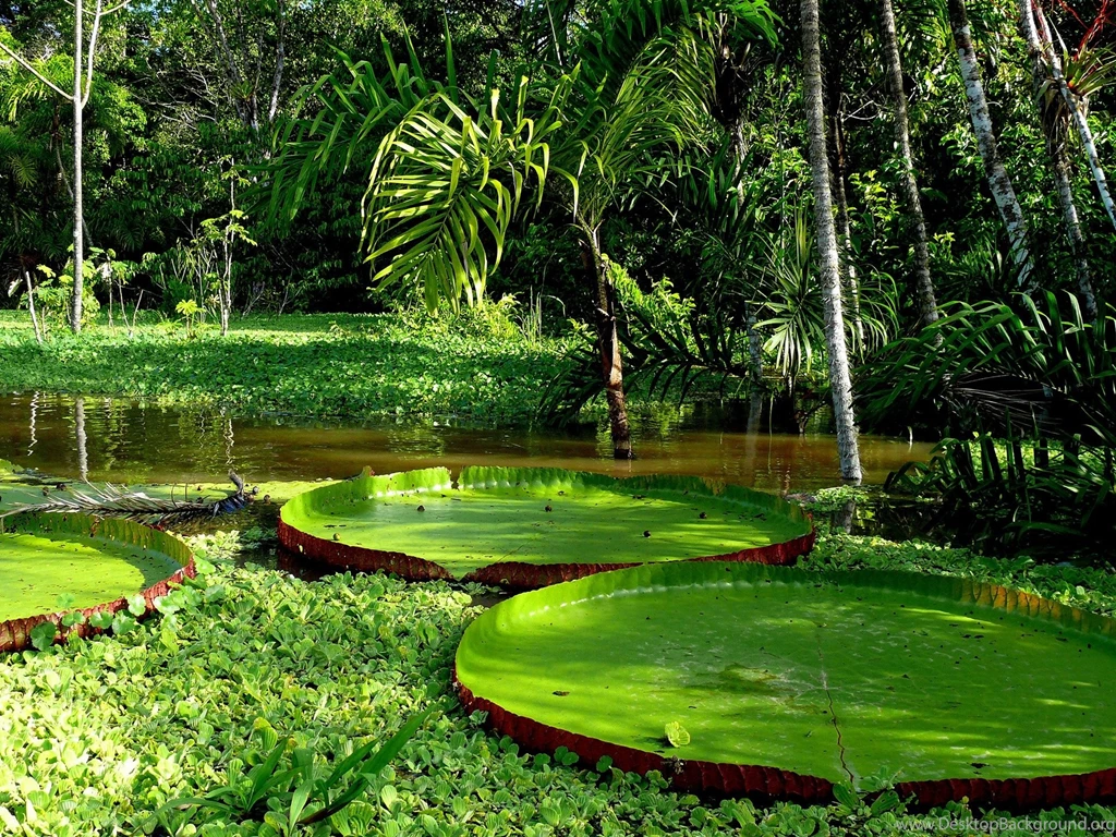 030223301_Giant Amazon Water Lily Pad.jpg