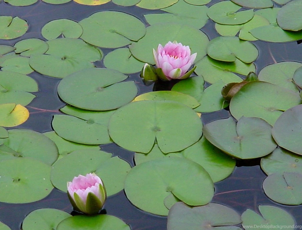 Water Lily Pad Pond Flower By Enchantedgal Stock On DeviantArt