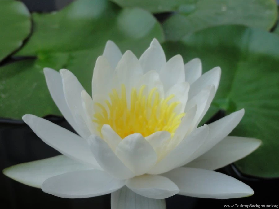 Lily Pad Flower By Crystal Kiwi On DeviantArt