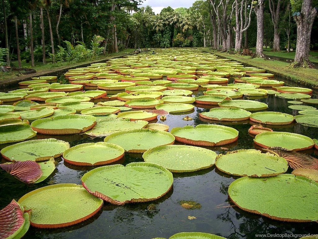 Lily Pad, Botanical Gardens, Mauritius A Photo On Flickriver