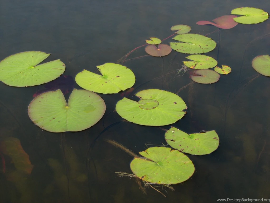 Lily Pad Stock 2 By Moonchilde Stock On DeviantArt