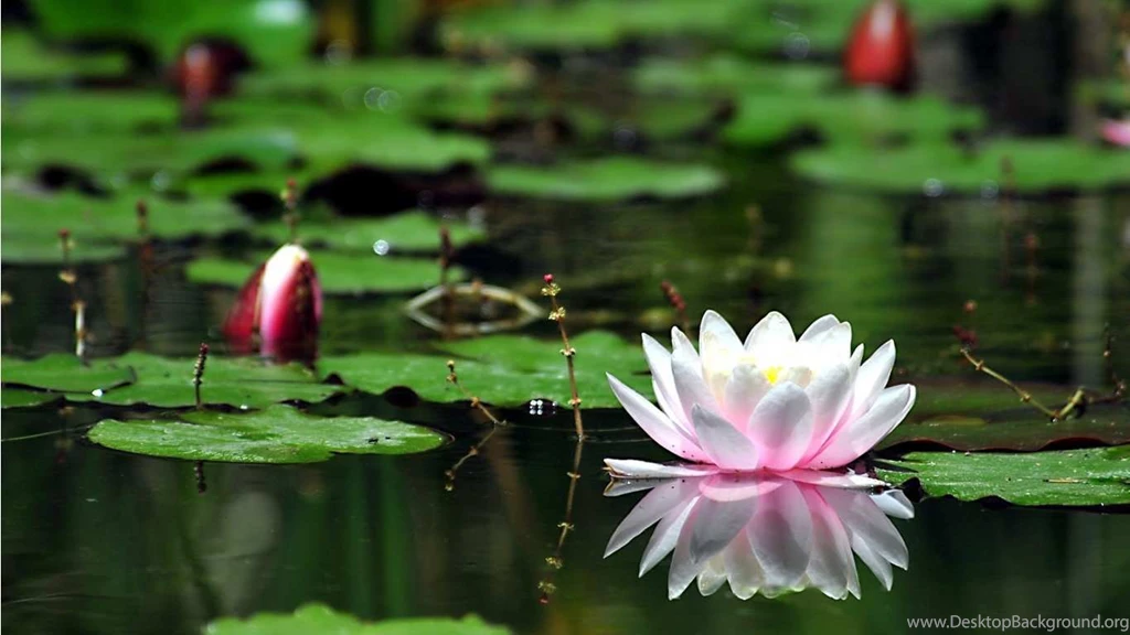 When To Clean Your Pond