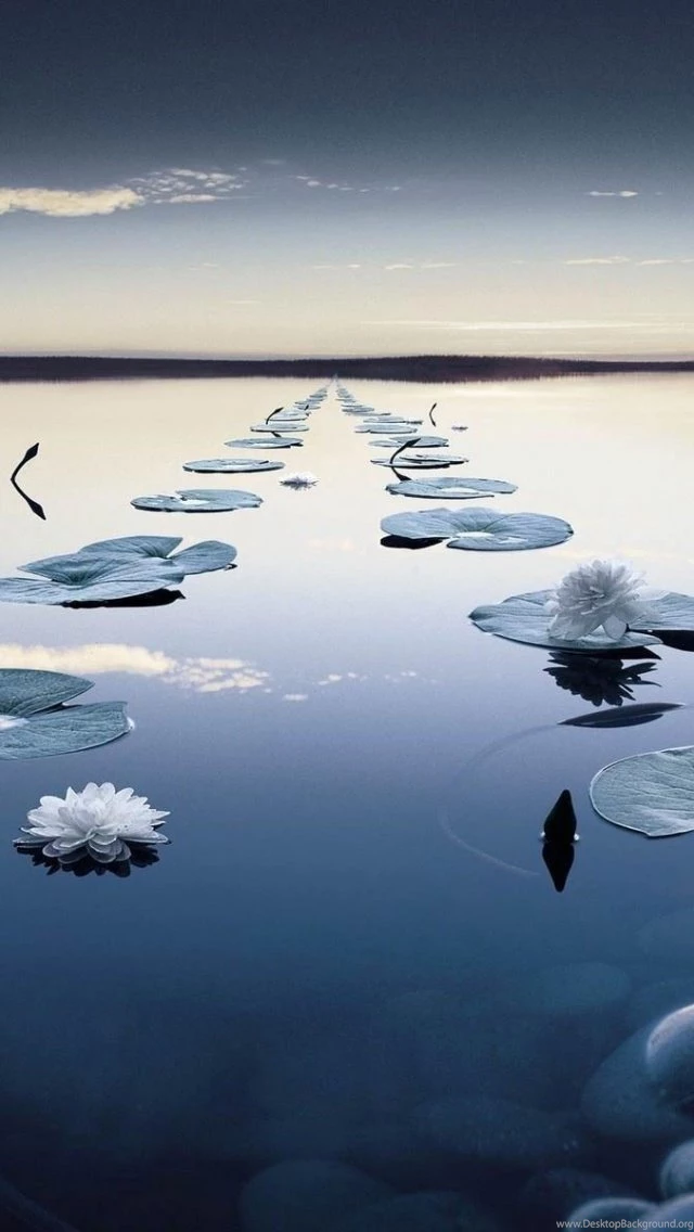 640x1136 Beautiful Lily Pad In A Row Iphone 5 Wallpapers