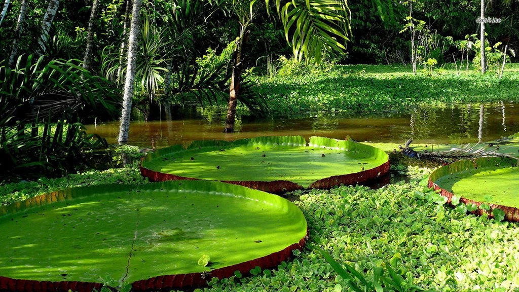 Quotes About Lily Pads. QuotesGram